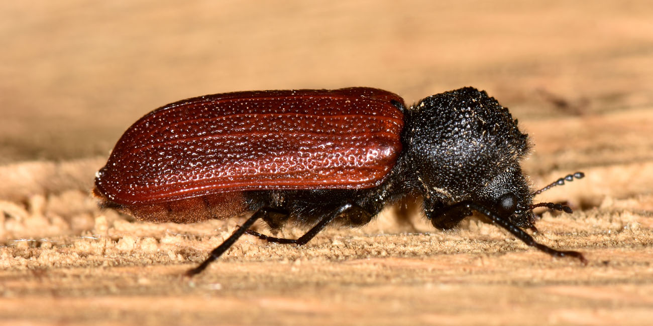 Bostrichidae: Bostrichus capucinus